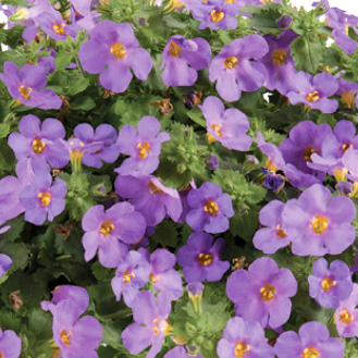 ステラ(バコパ)　スコーピア シリーズ 