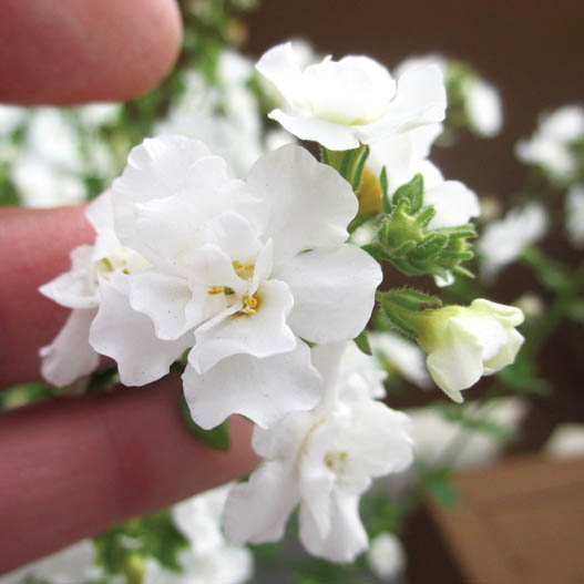 ステラ(バコパ)　スコーピア シリーズ 