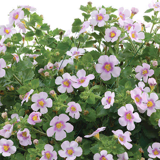 ステラ(バコパ)　スコーピア シリーズ 