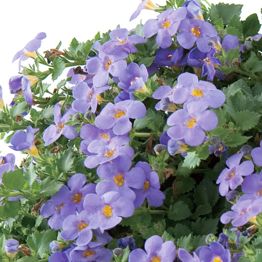 ステラ(バコパ)　スコーピア シリーズ 