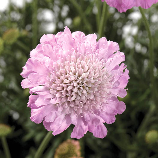 スカビオーサ アメジスト シリーズ｜WEBカタログ｜未来アグリス株式