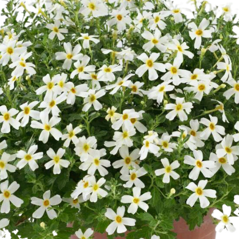 ジャメスブリテニア　スターダム シリーズ 