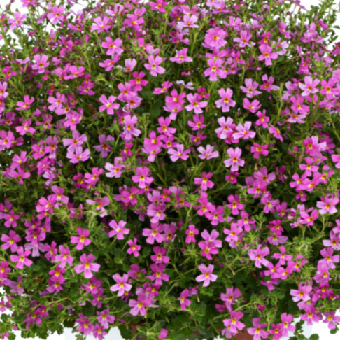 ジャメスブリテニア　スターダム シリーズ 