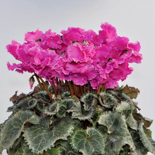 シクラメン　ドリカム シリーズ 中大輪系品種