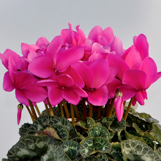 シクラメン　イッセイ パステル シリーズ 大輪系品種