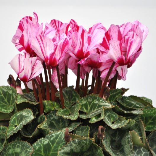 シクラメン フォレスト ハーレカイン｜WEBカタログ｜未来アグリス株式