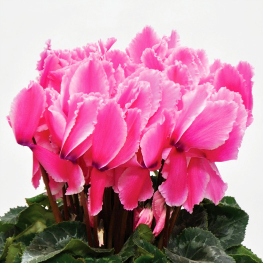 シクラメン　ホワイトフリル シリーズ 大輪系品種