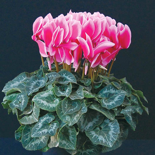 シクラメン シャイニー シリーズ｜WEBカタログ｜未来アグリス株式会社