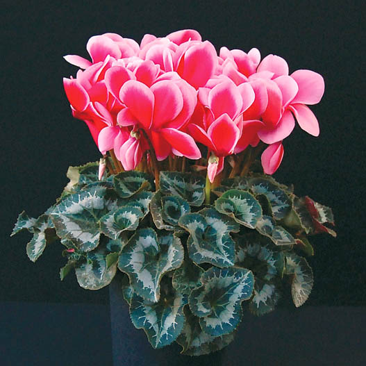 シクラメン　シャイニー シリーズ 大輪系品種