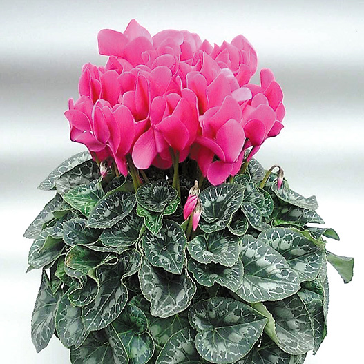 シクラメン ハイブリッジ シリーズ｜WEBカタログ｜未来アグリス株式