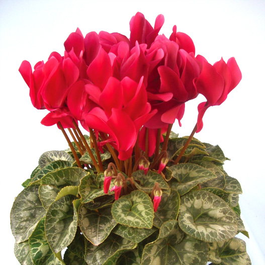 シクラメン　ハイブリッジ シリーズ 大輪系品種