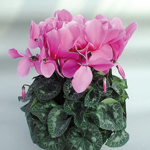 シクラメン　ハイブリッジ シリーズ 大輪系品種