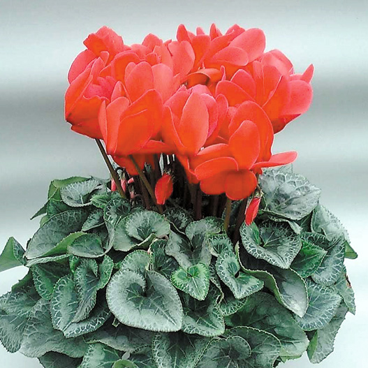 シクラメン　ハイブリッジ シリーズ 大輪系品種