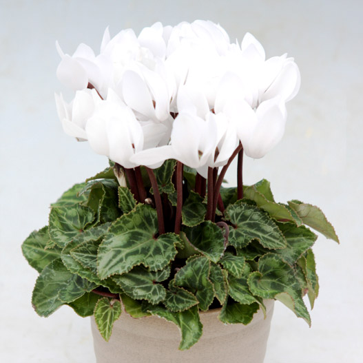 シクラメン　ステラ シリーズ ミニチュア系品種