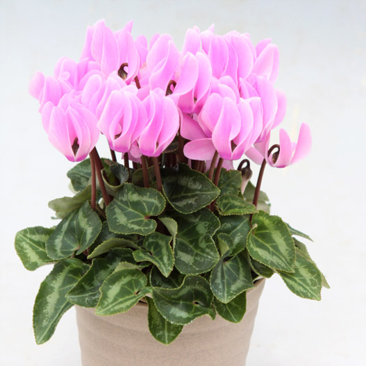 シクラメン　ステラ シリーズ ミニチュア系品種