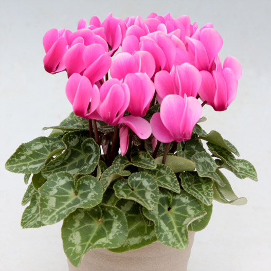 シクラメン　ステラ シリーズ ミニチュア系品種