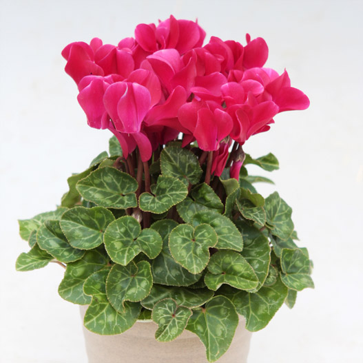 シクラメン　ステラ シリーズ ミニチュア系品種