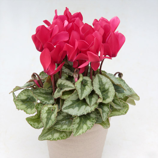 シクラメン ステラ シリーズ｜WEBカタログ｜未来アグリス株式会社|未来