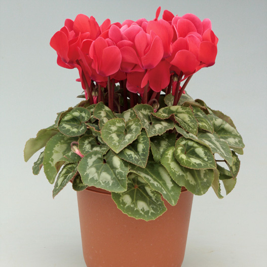 シクラメン F1 ハイライト シリーズ｜WEBカタログ｜未来アグリス株式