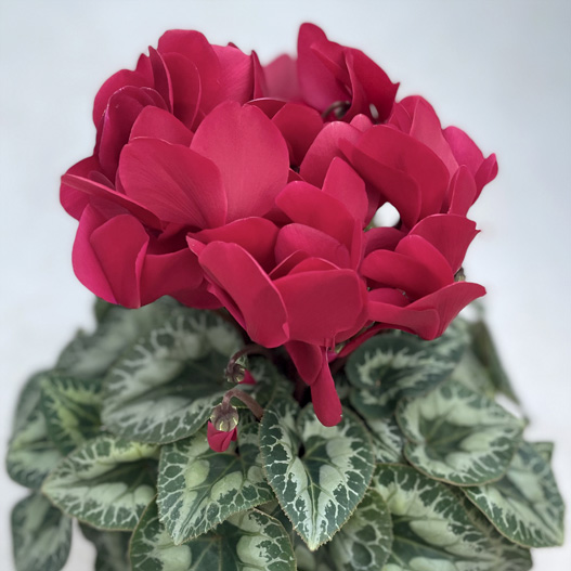 シクラメン　ハヤカワ パステル シリーズ 大輪系品種