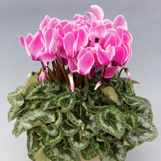 シクラメン　ハヤカワ パステル シリーズ 大輪系品種