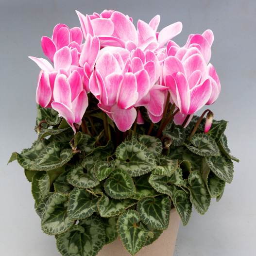 シクラメン　ハヤカワ パステル シリーズ 大輪系品種