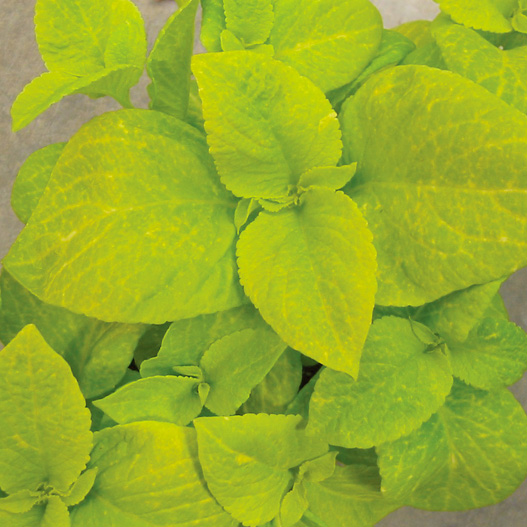 コリウス　ウィザード シリーズ 