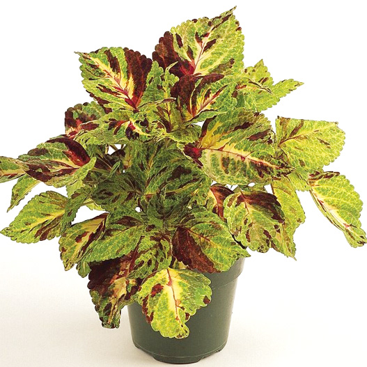 コリウス　ウィザード シリーズ 