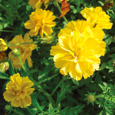 コスモス コスミック シリーズ｜WEBカタログ｜未来アグリス株式会社