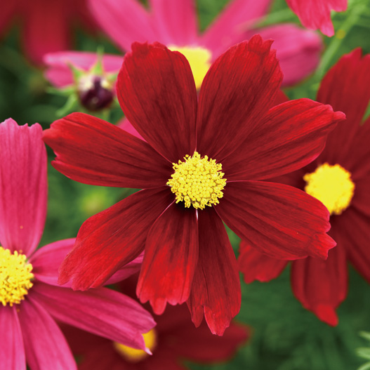 コスモス　ソナタ シリーズ 