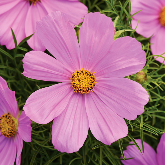 コスモス　ソナタ シリーズ 