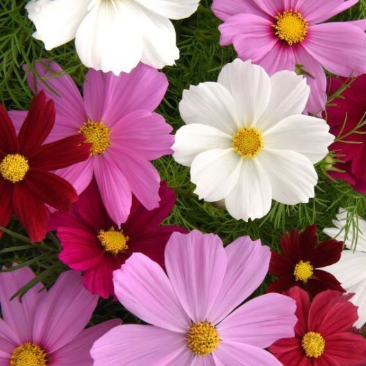 コスモス　ソナタ シリーズ 