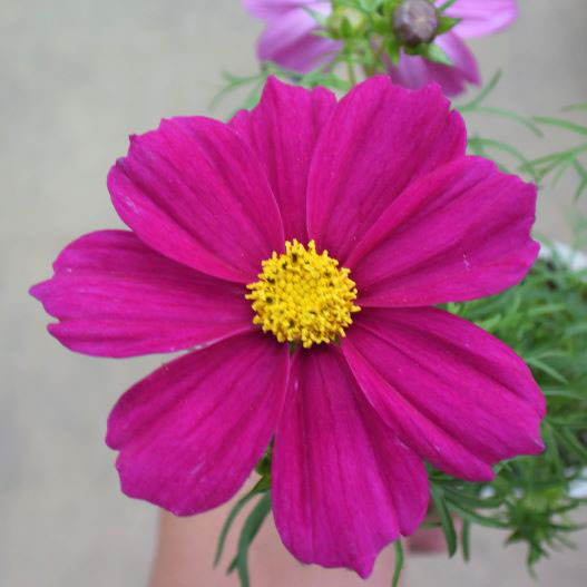 コスモス アポロ シリーズ｜WEBカタログ｜未来アグリス株式会社|未来