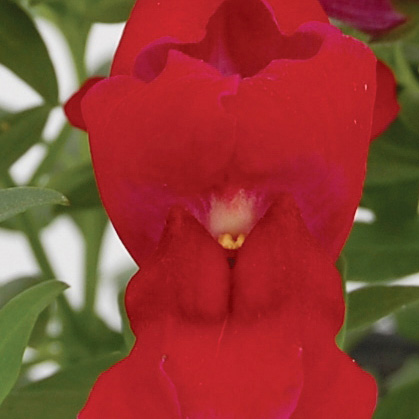 キンギョソウ F1　スナップショット シリーズ 