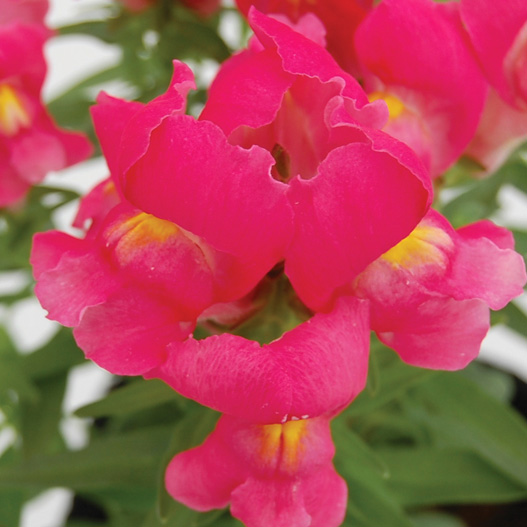 キンギョソウ F1　スナップショット シリーズ 