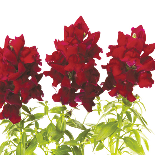 キンギョソウ F1　スナップショット シリーズ 