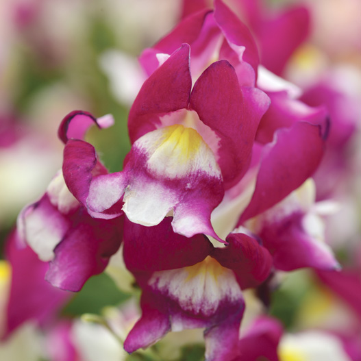 キンギョソウ F1　スナップショット シリーズ 