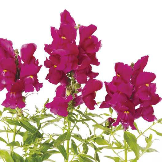 キンギョソウ F1　スナップショット シリーズ 