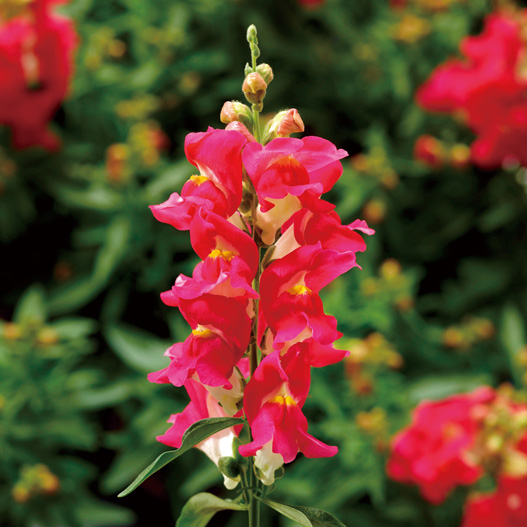 キンギョソウ F1　スナップティーニ シリーズ 