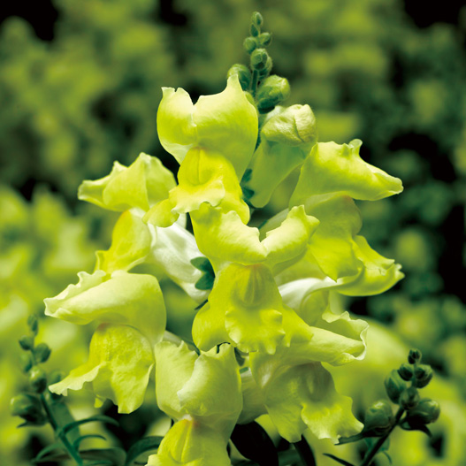 キンギョソウ F1　スナップティーニ シリーズ 