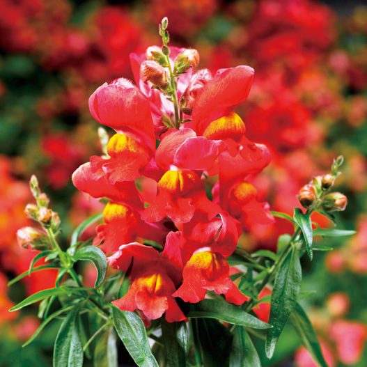 キンギョソウ F1　スナップティーニ シリーズ 