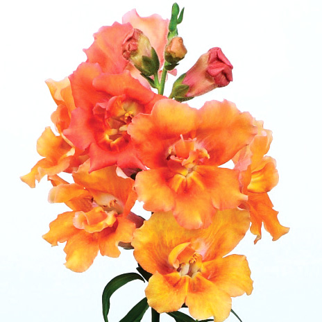 キンギョソウ F1　トゥイニー シリーズ 