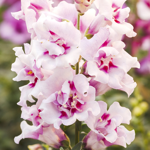 キンギョソウ F1　トゥイニー シリーズ 