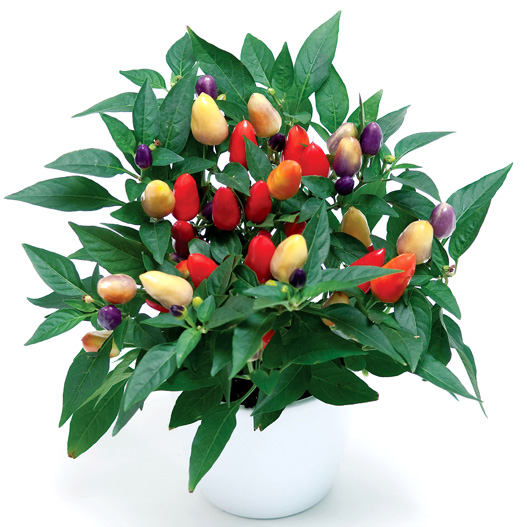 カプシカム　クバーナ シリーズ 観賞用トウガラシ