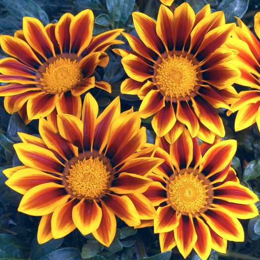 ガザニア F1　キス シリーズ 