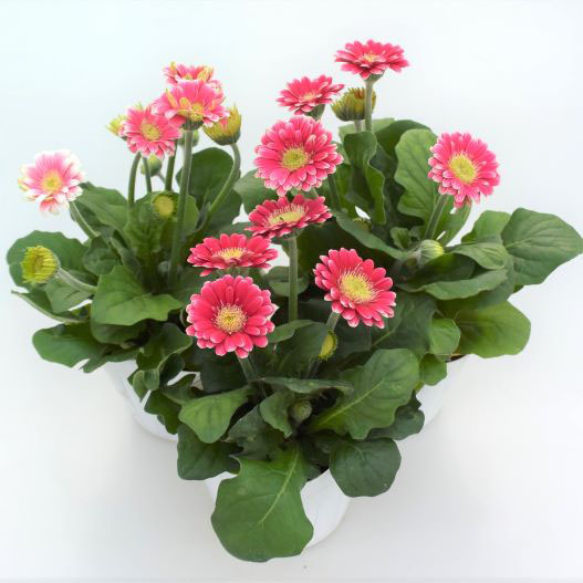 ガーベラ フロリラインマイクロ マルガリータ｜WEBカタログ｜未来