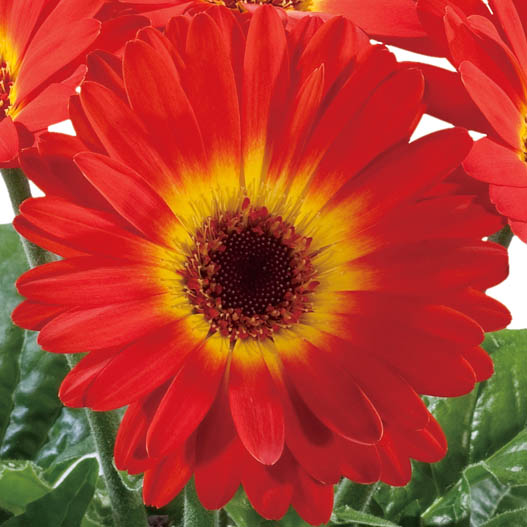 ガーベラ F1　フロリラインミディ シリーズ 