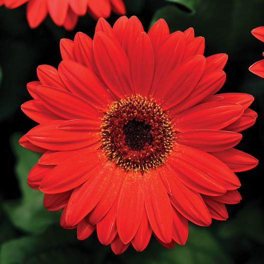 ガーベラ F1　レボリューション シリーズ 