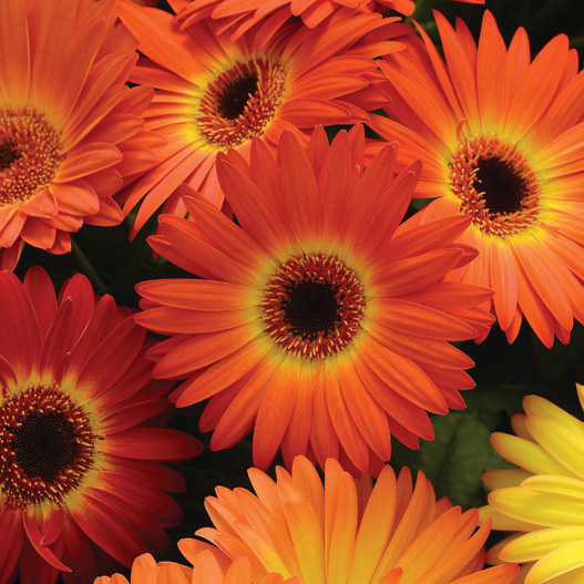 ガーベラ F1　レボリューション シリーズ 