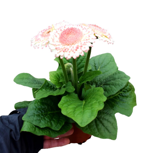 ガーベラ　サンデーズミディ ベリーズ&クリーム 